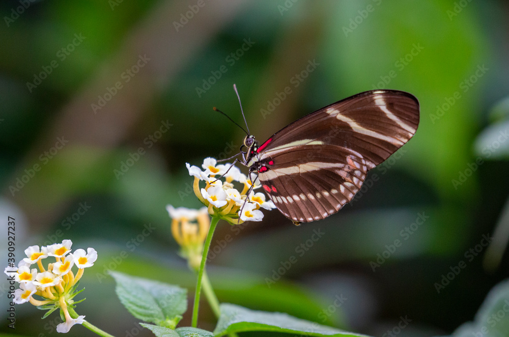 Obraz premium Zebra Heliconian. Butterfly