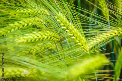 Ears of green wheat  closeup 