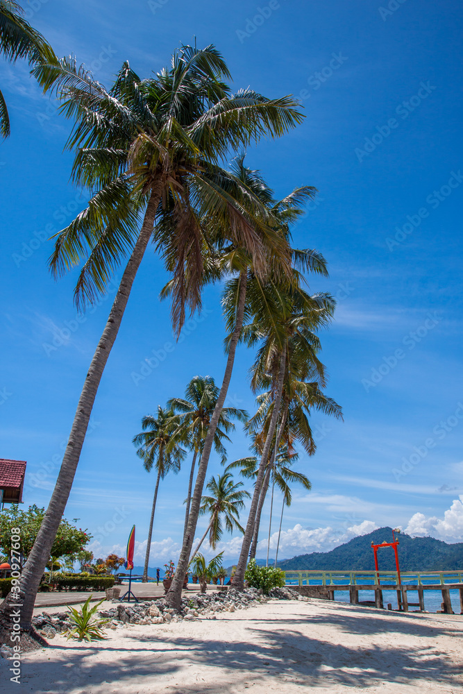 beach with palm trees and sky