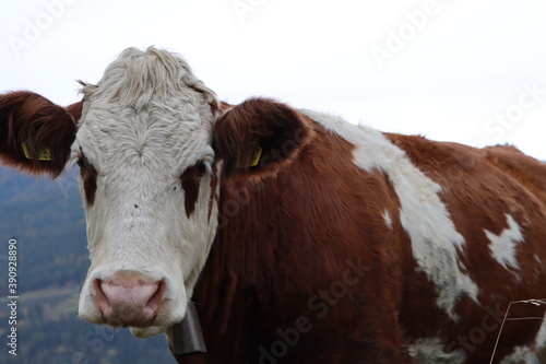 cow on a farm