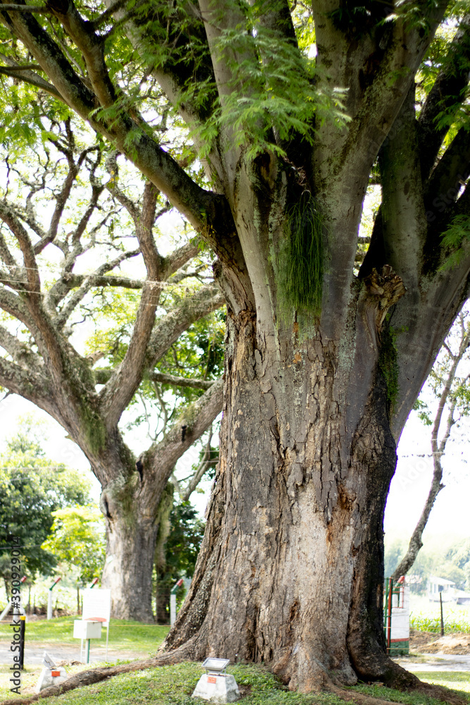 Fototapeta premium Arbol grande antiguo verde