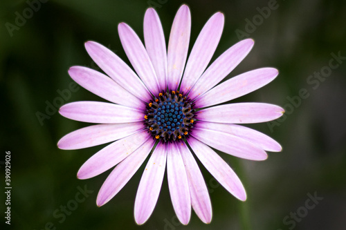 Dimorphotheca Ecklonis commonly named as daisies