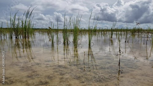 Fresh water sheet flow amidst vegetation in Hole-in-the-Donut wetlands restoration area of Everglades National Park, Florida 4K.