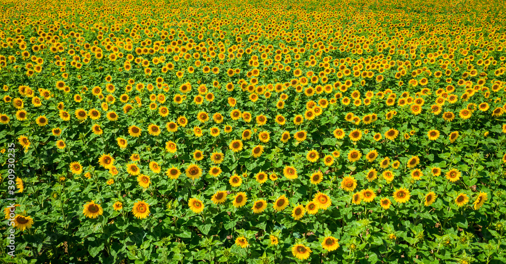 Sunflower field in summer sunny day, aerial view Sunflower field in summer sunny day, aerial view