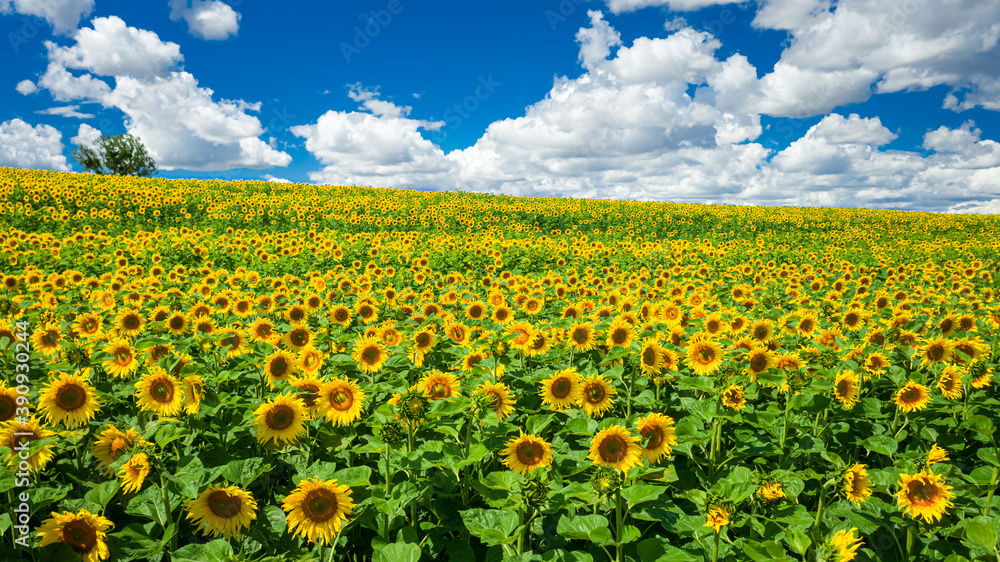 Fototapeta premium Stunning view of sunflower field in sunny day