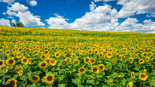 Stunning view of sunflower field in sunny day
