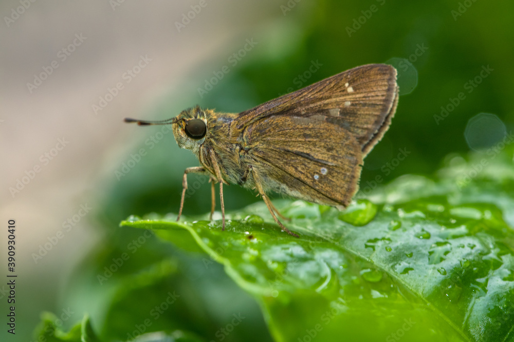 the small brown skipper butterfly in garden the small brown skipper butterfly in garden