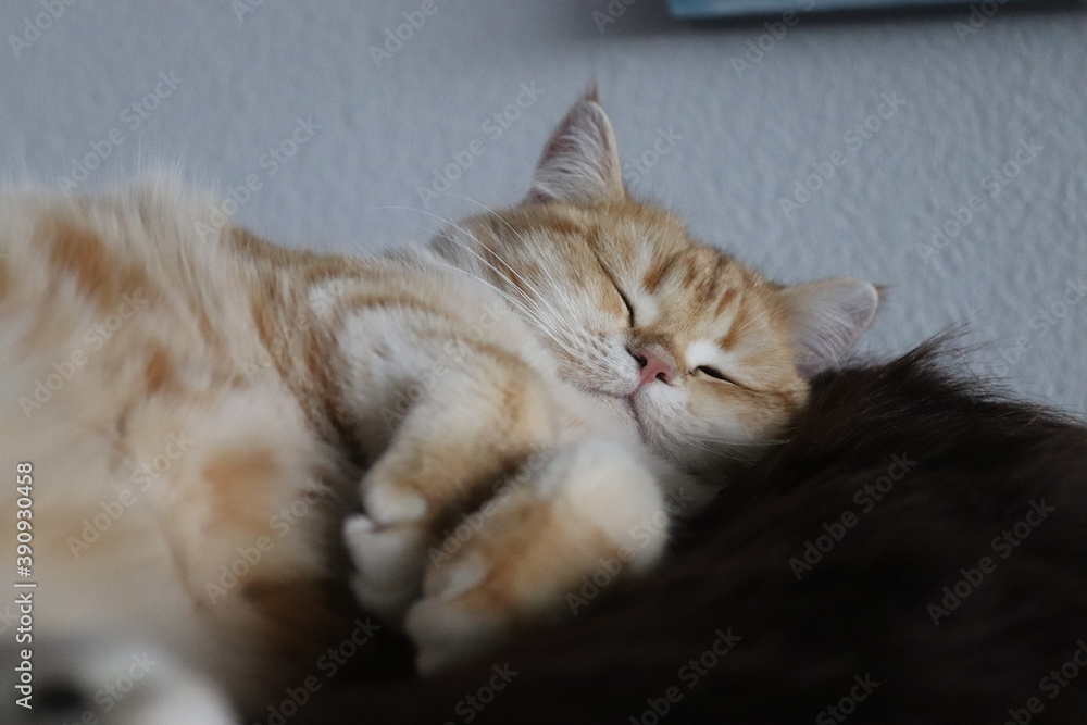 Schlafende Katze Stock Photo Adobe Stock