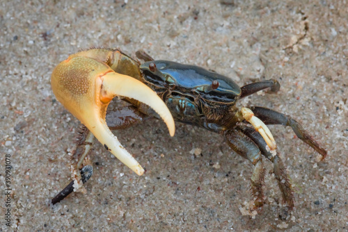  a fiddler crab on the sand raising an arm