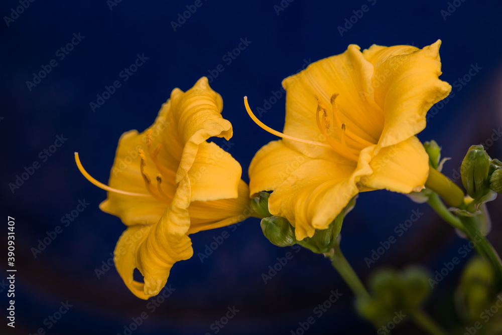 A pair of day lily yellow flowers with blue back ground A pair of day lily yellow flowers with blue back ground