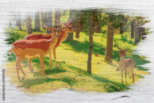 Beautiful deers in forest a...