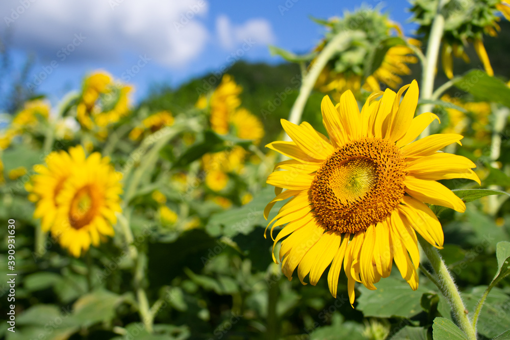 ひまわり畑　向日葵　夏　イメージ　9月　ミツバチ　岐阜県美濃市　洲原ひまわりの里