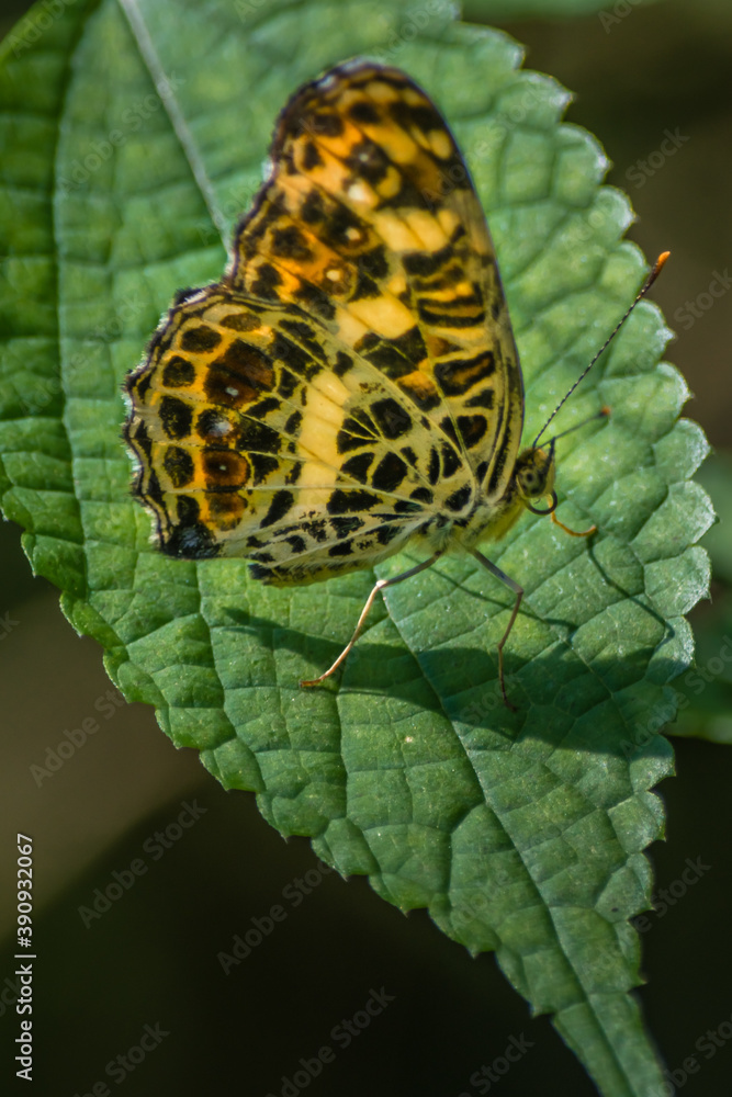Obraz premium a tiger butterfly on leaf