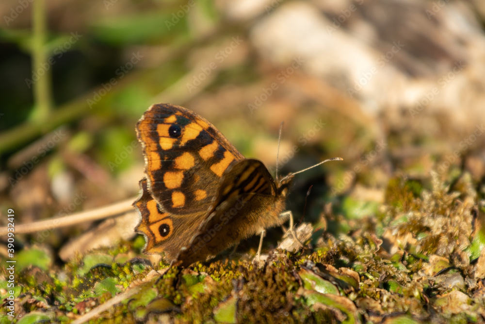 Fototapeta premium Camouflaged Butterfly on the floor