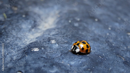 Tiny Ladybug