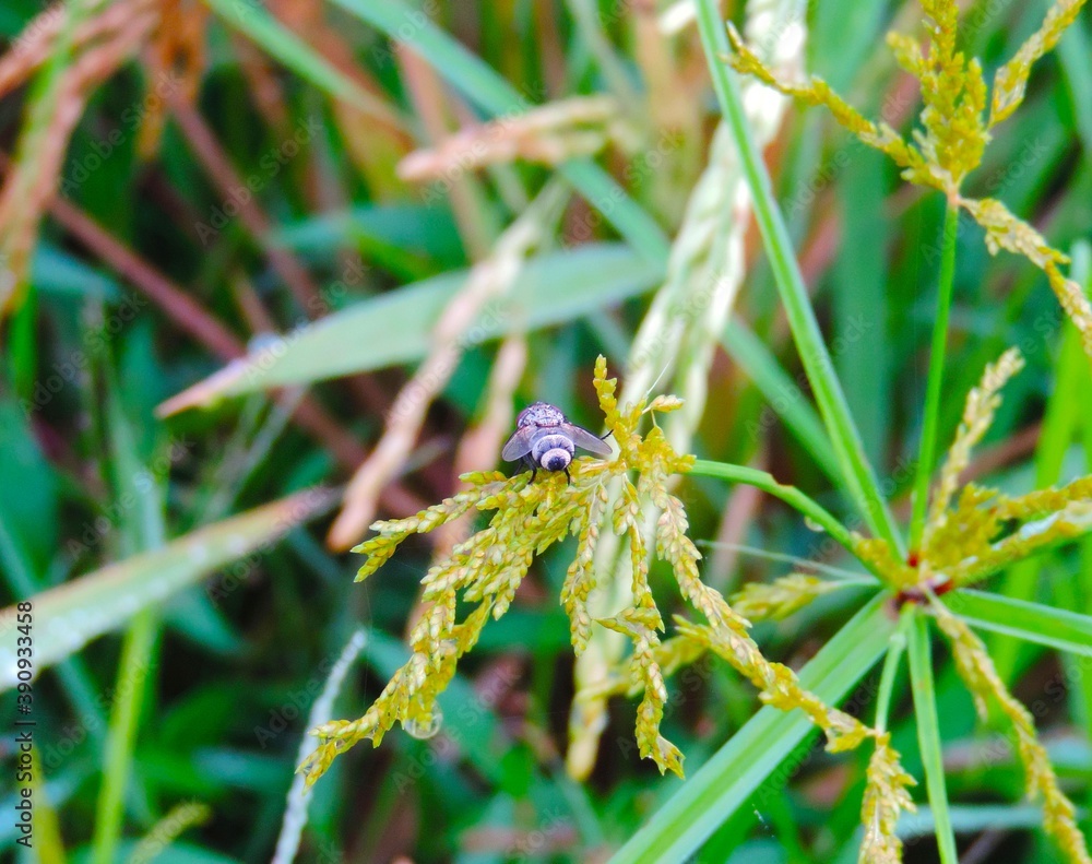 a photo of a fly perching in the weeds a photo of a fly perching in the weeds