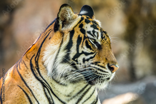 Fototapeta Naklejka Na Ścianę i Meble -  the close up of sumatran tiger