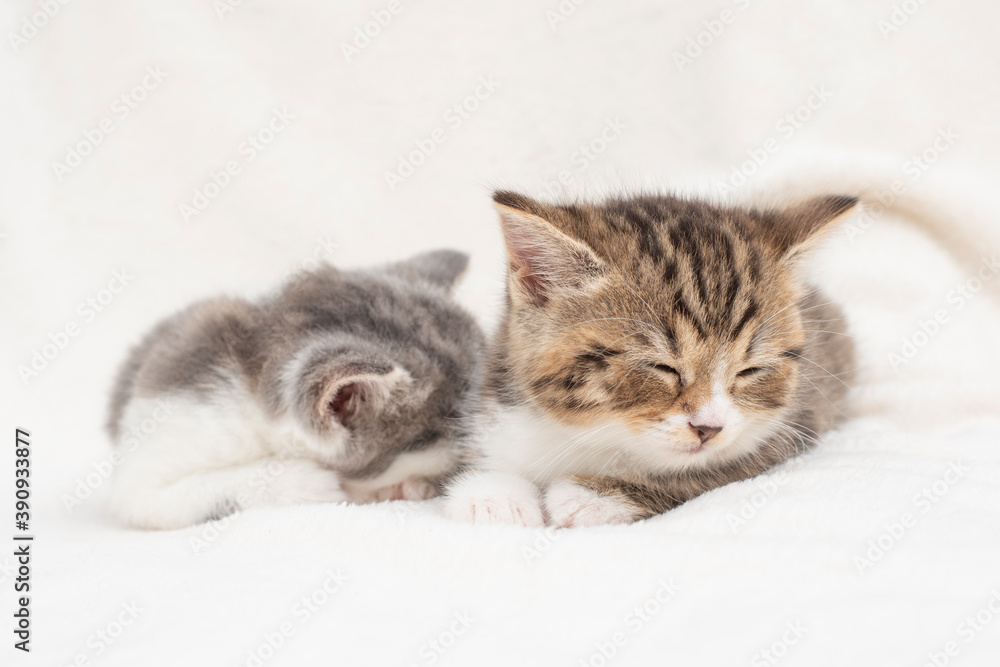 two kittens on a bed two kittens on a bed