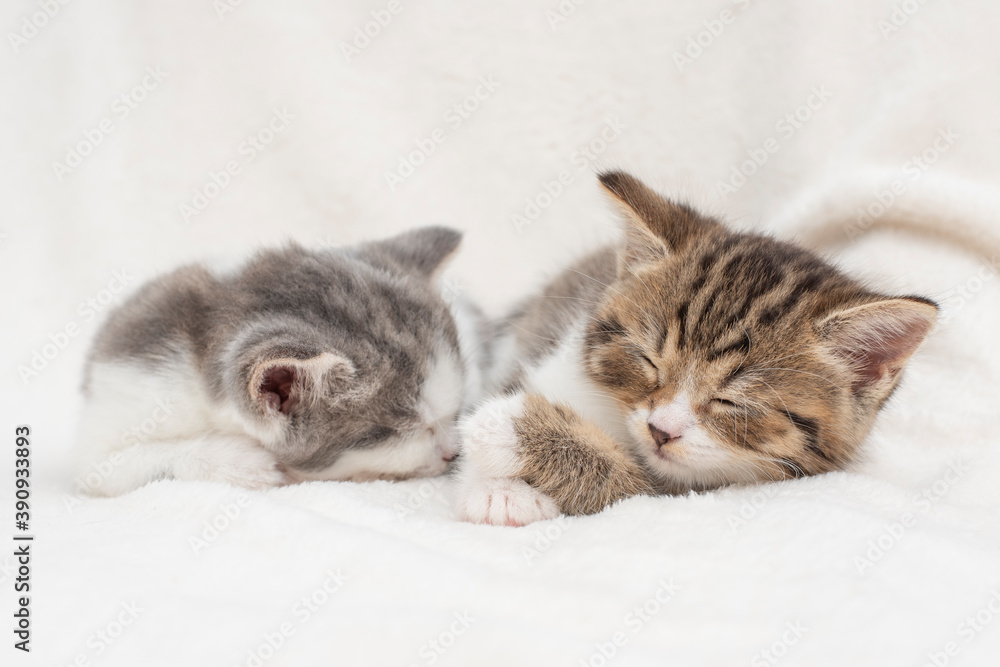 two kittens on a white background two kittens on a white background