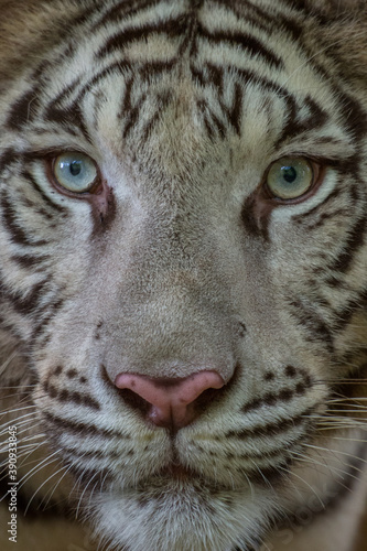 the close up of white bengal tiger face