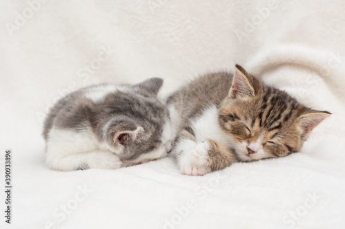 two kittens on a bed