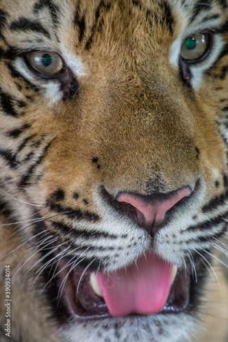 the close up of sumatran tiger