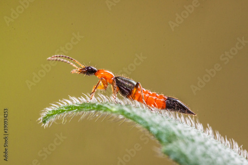the Rove Beetle in leaf photo