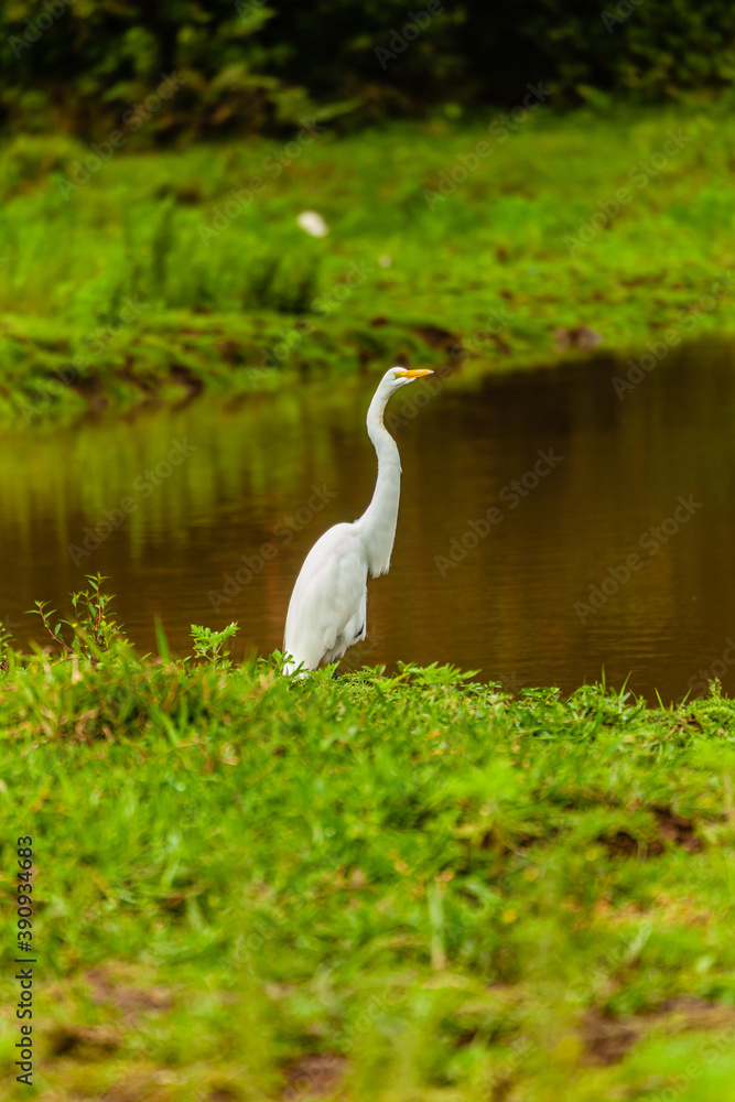 Obraz premium Bird from Costa Rica