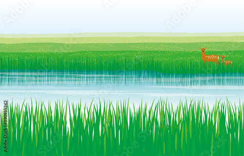 夏の湿原と鹿の親子