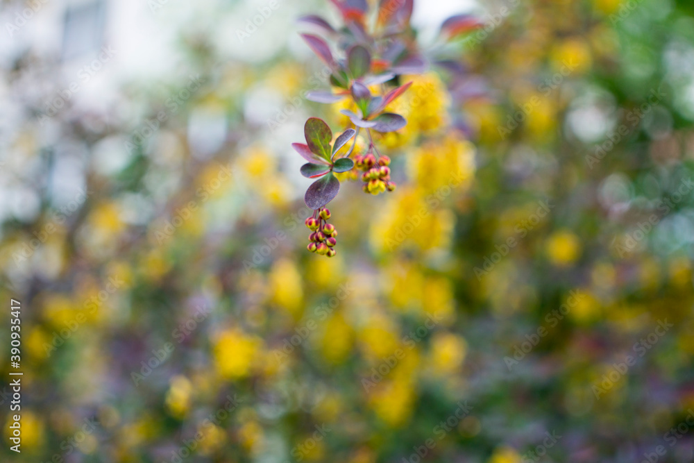 Flowering Thunberg's barberry or Berberis thunbergii. Cultivar with red leaves and yellow flowers Flowering Thunberg's barberry or Berberis thunbergii. Cultivar with red leaves and yellow flowers