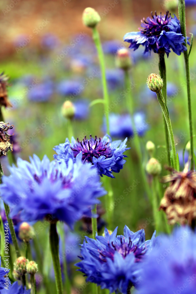 A Field of Blue Cornflowers