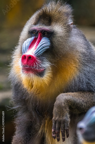 the mandrill monkey in safari park
