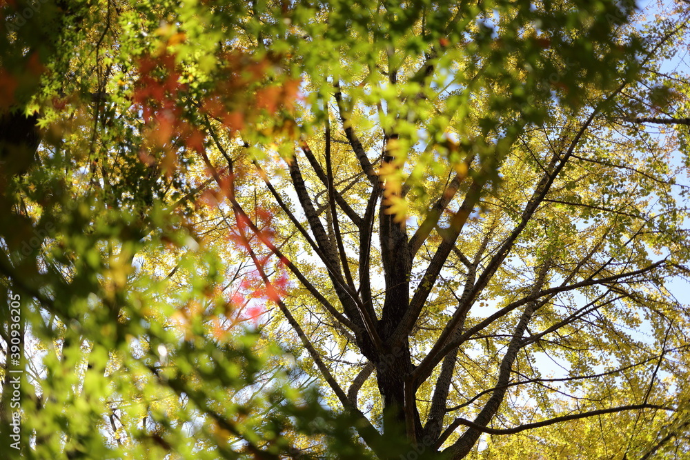 Fototapeta premium 紅葉の風景