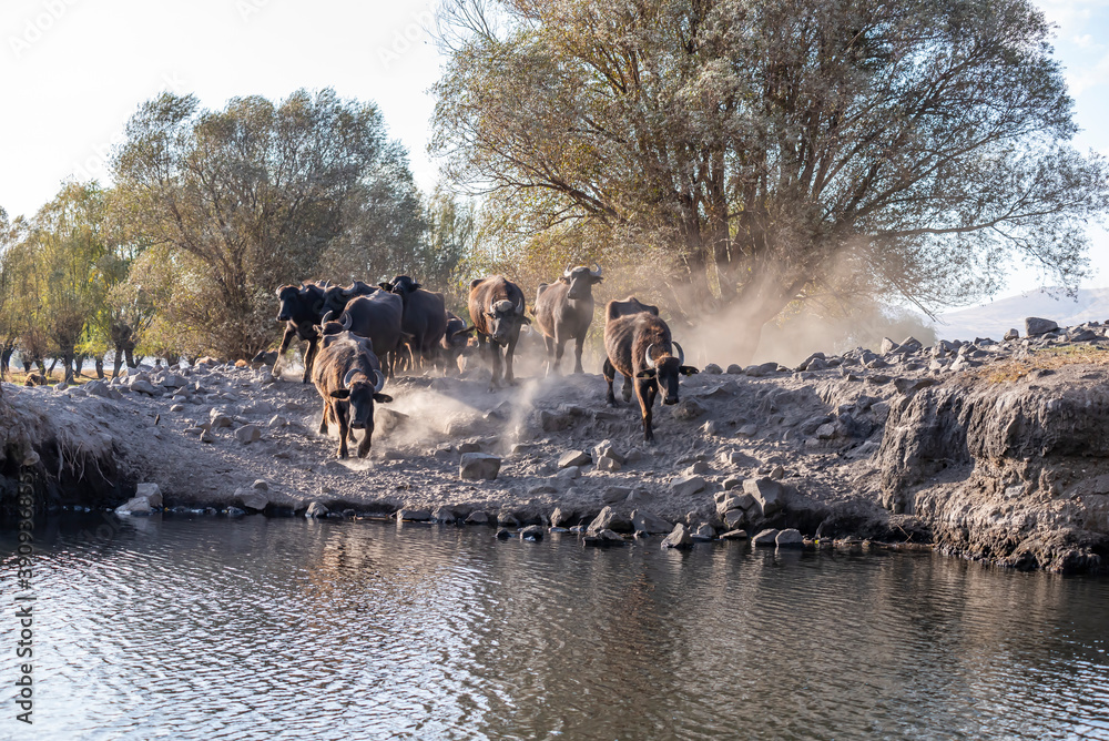 Black strong buffaloes in the water. Black strong buffaloes in the water.