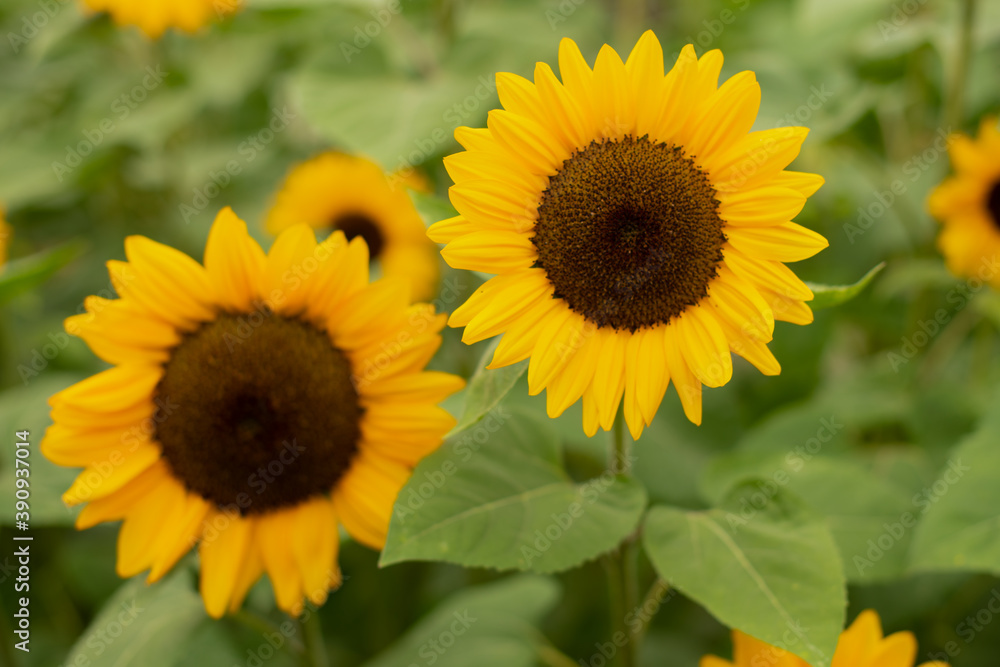 Sonnenblume in der Natur