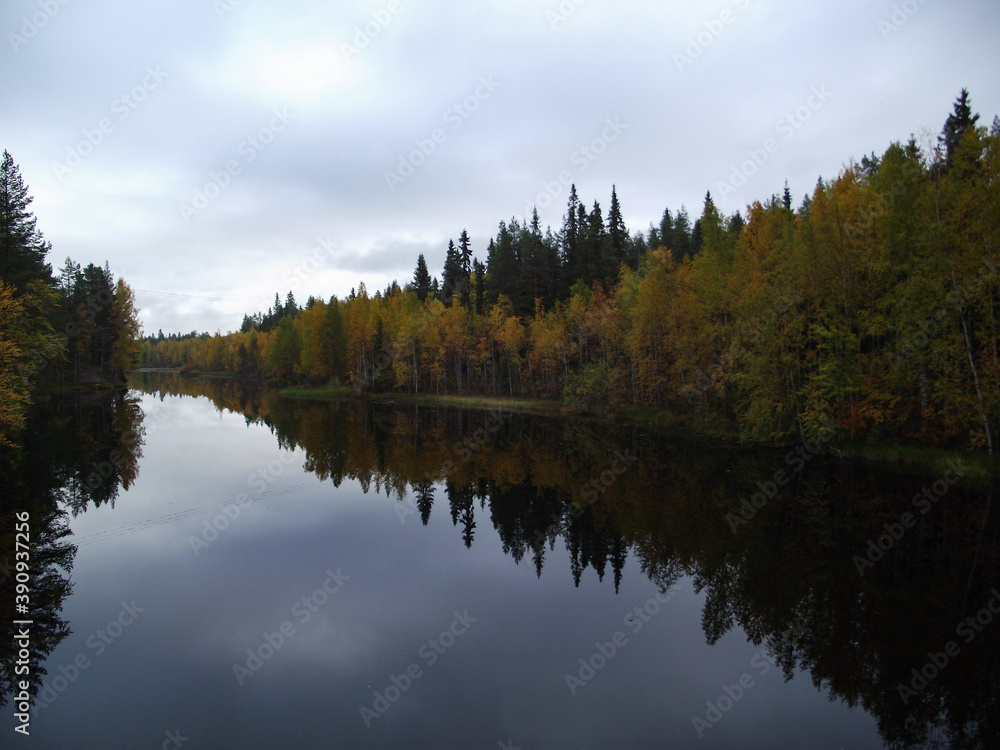 Fototapeta premium reflection of trees in the river