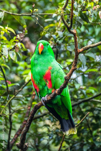 the Bayan or Eclectus roratus perched on branch