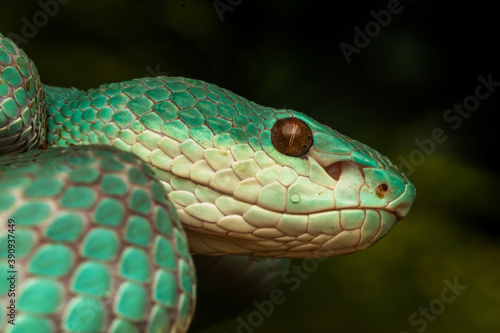 close up of pit viper snake
