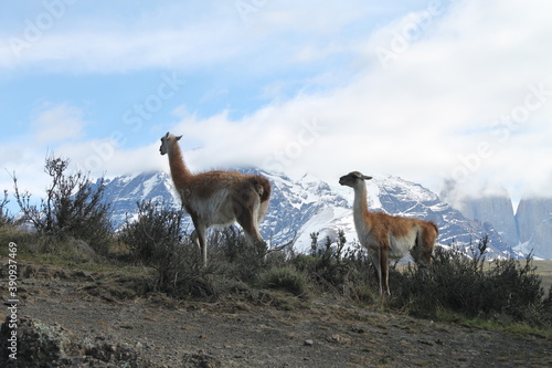 Guanacos in Torres Del Paine, Chile.