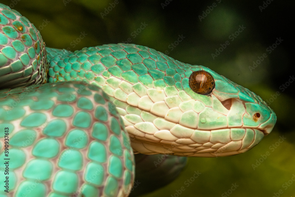 Obraz premium close up of pit viper snake