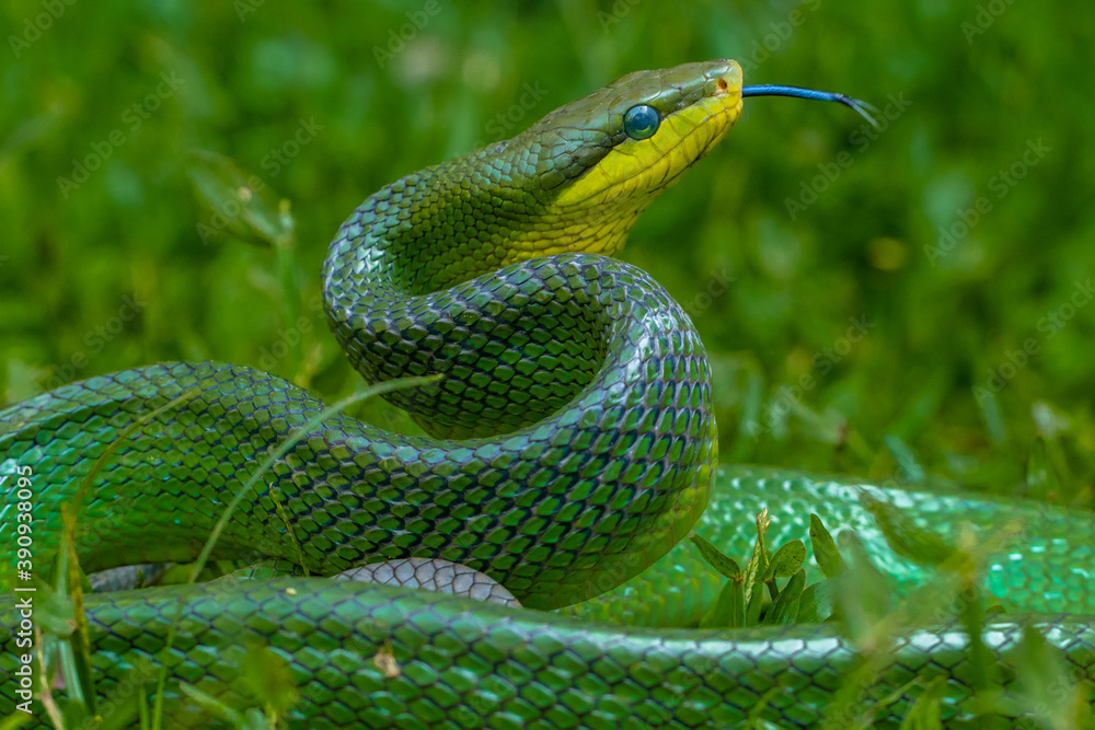 Obraz premium snake in the grass