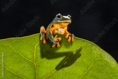Wallace flying Frog or Rhacophorus reinwardtii