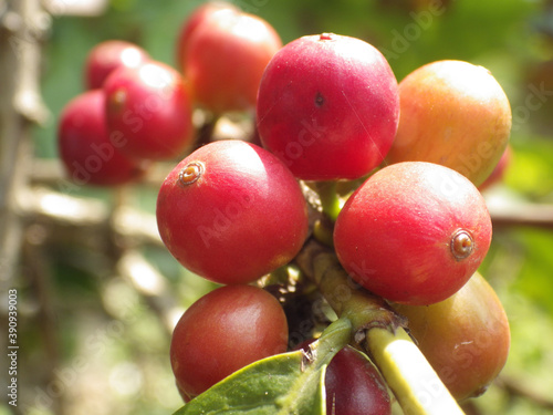 Closeup shot of growing buffaloberries on the tree branch photo