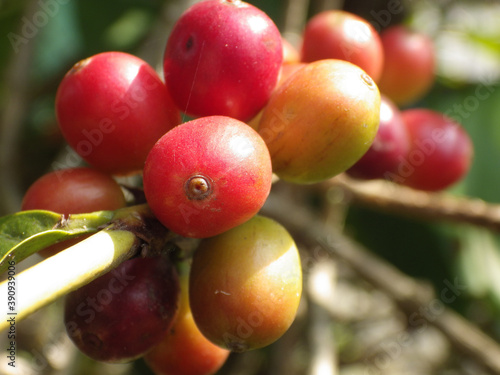 Closeup shot of growing buffaloberries on the tree branch photo