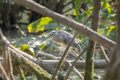 The Malayan night heron (Gorsachius melanolophus) photo