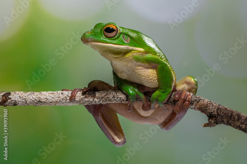 the white lipped frog
