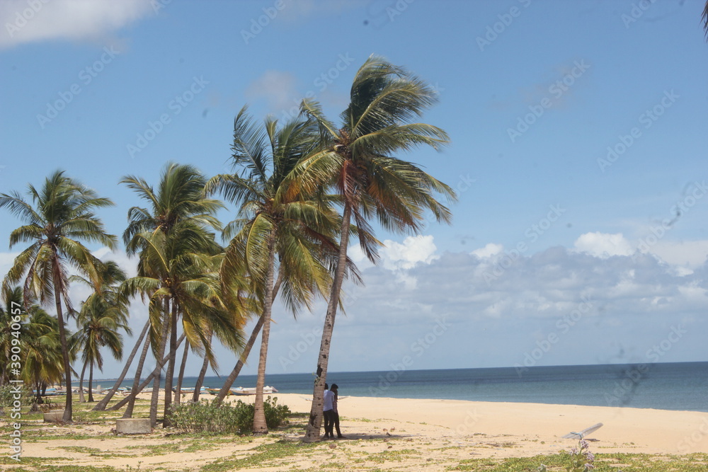 Fototapeta premium trees on the beach