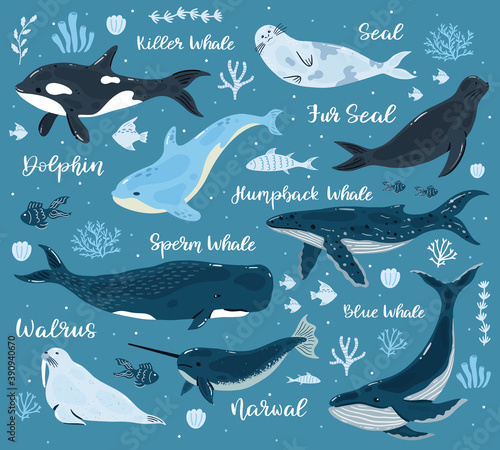 Marine whales. Dolphin, killer whale, narwhal, sperm whale and walrus, ocean undersea world animals. Underwater mammals vector illustrations. Aquatic creatures with corals and seaweed