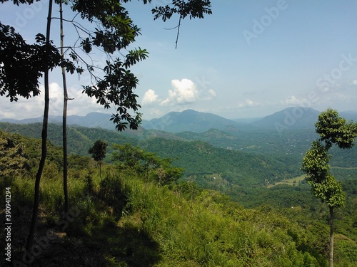 trees in the mountains