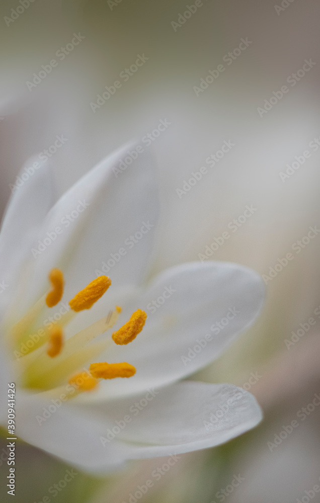 close up of a tiny white lily